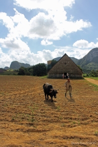 Back to work in the Viñales Valley, Cuba